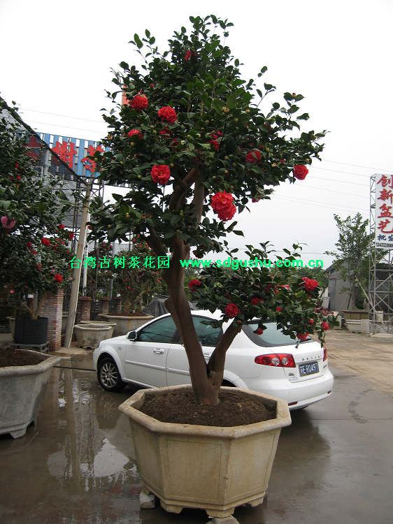 古树茶花 古树 大树 茶花 正黄旗 天香 贝拉大玫瑰 乔依中国最大花卉图片